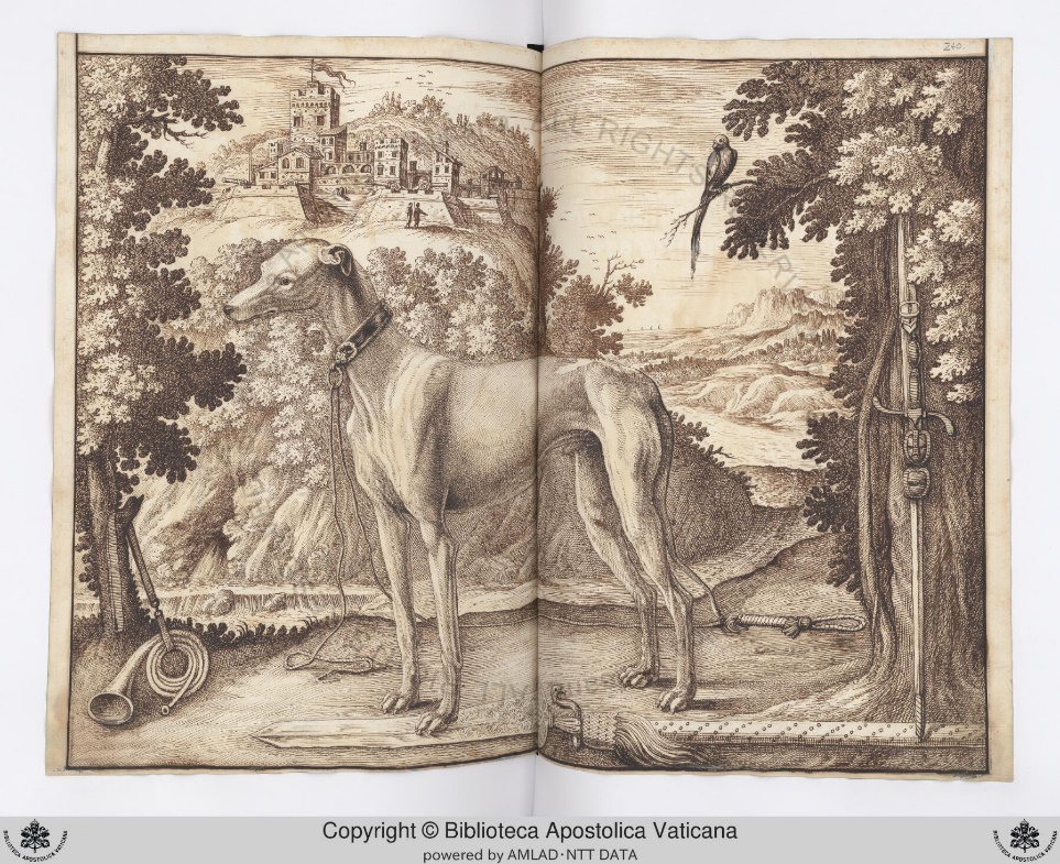 Greyhound Primo